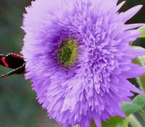 20x vibrant enchanting purple - enchanting,
