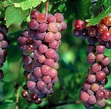 8ft inc. pot RED TABLE GRAPE