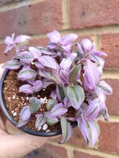Sale. Tradescantia mundula  ‘Fairy Wings’ 9 cm pot.