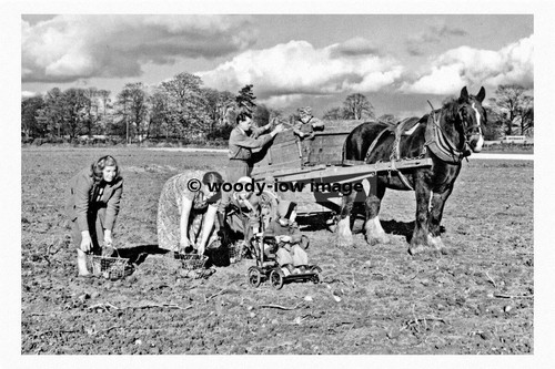 Pt8192 potato picking at - -,