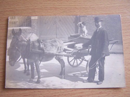 Man with donkey cart - donkey,
