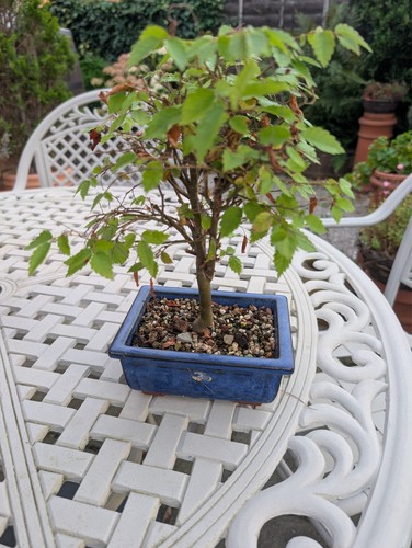 Zelkova serrata bonsai - serrata, tree