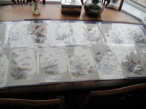 Rare coloured plates pages - rare,