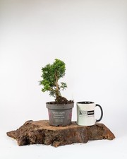 Hinoki Cypress Bonsai Tree 1L
