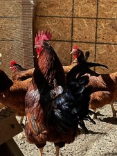6 Rhode Island Red hatching