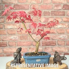 Japanese Maple (Acer) Bonsai