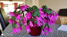 Easter Cactus (Rhipsalidopsis)