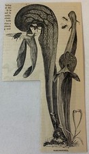 1879 magazine engraving~ DARLINGTONIA