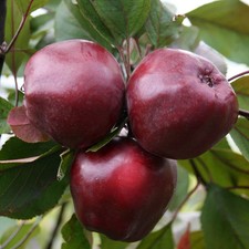 Dwarf Apple 'Red Delicious'