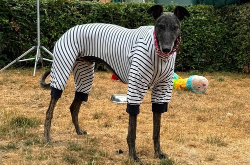 Trendy whippet stripe pyjamas - trendy,