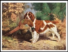 WELSH SPRINGER SPANIEL DOG ART