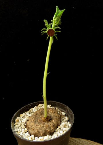 Dorstenia benguellensis cup - dorstenia, benguellensis,cup
