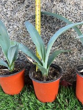 7" 8" Blue Agave Plant Planter