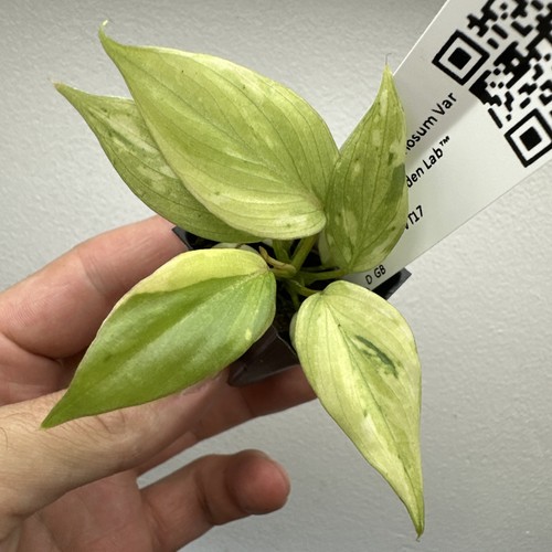 Philodendron gloriosum - philodendron,