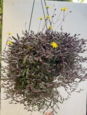 x5 Ruby Necklace “Othonna