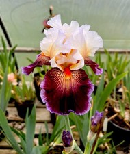 Bearded iris - (care, dance)
