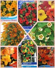 NASTURTIUM SEEDS SELECTION -