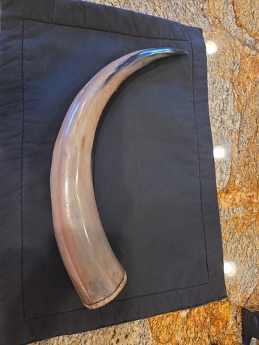 Natural polished cow horn - cow,