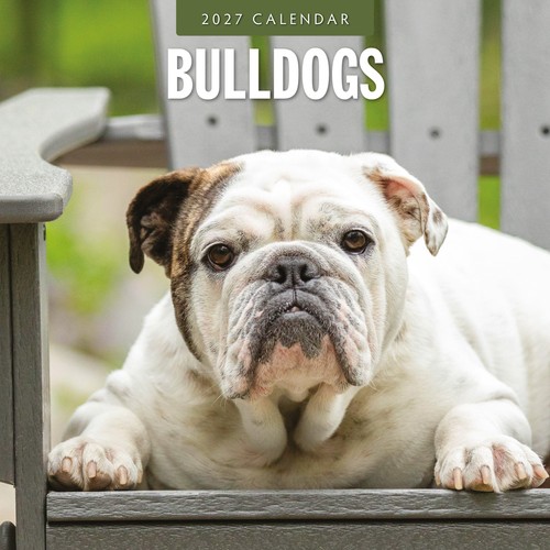 Bulldogs 2027 square wall - square,