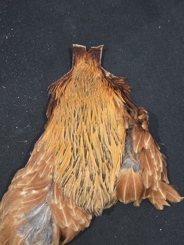 Ginger brown hen neck - ginger,