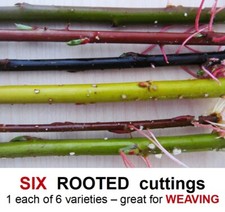 Willow Tree ROOTED cuttings for WEAVING Dens Baskets Living Sculpture Arches