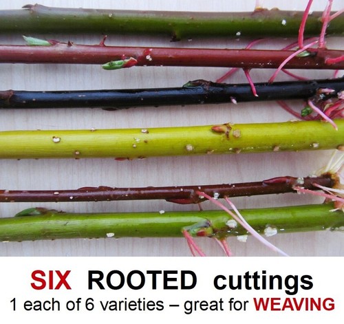 Willow tree rooted - tree, cuttings
