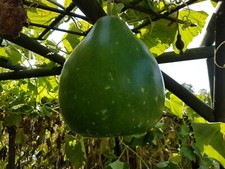 bangla round lou/green khodu