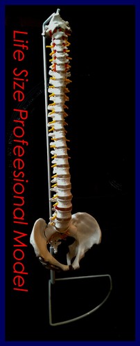 New professional life size - professional,