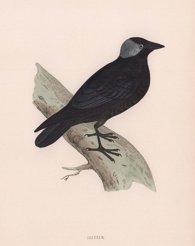 Jackdaw morris british - jackdaw.,