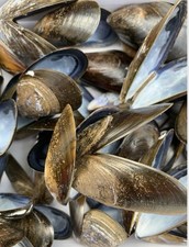 Mussel Shells. 16 Hinged So 32 Lovely Shells