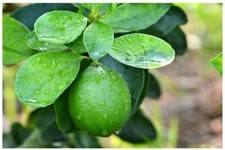 Citrus aurantifolia KEY LIME