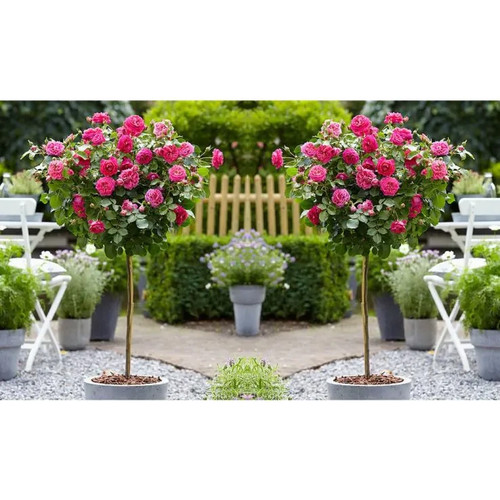 Pink standard flowering - x,