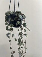 🌿 String of Hearts Trailing