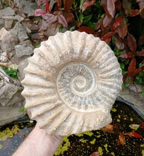 X Large Fossil Ammonite 5kg