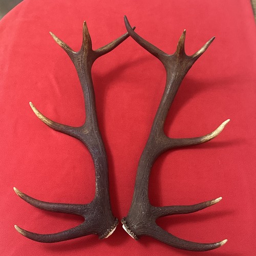 Pair red deer - of, antlers