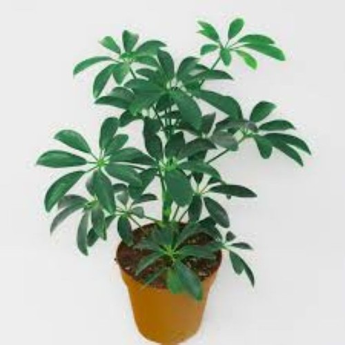 Schefflera arboricola dwarf - schefflera,