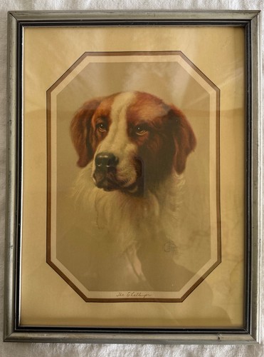 Fox brittany spaniel dog - gb,