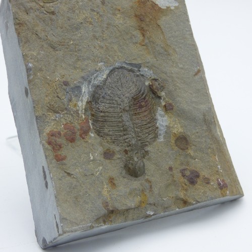 Fossil trilobite ogygiocarella - fossil,