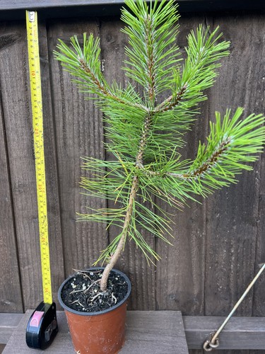 Austrian pine sapling