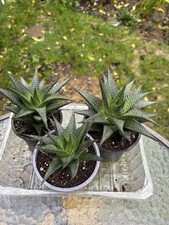 Succulents , £3 Each Plant