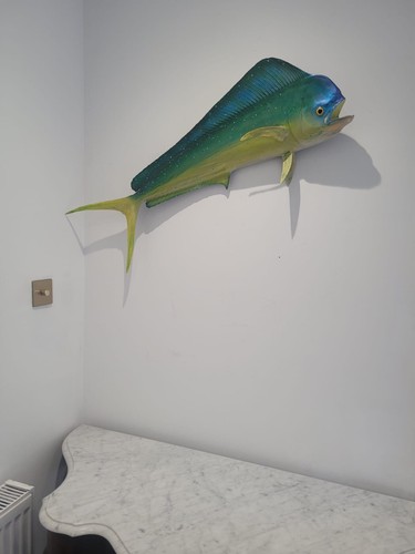 Taxidermy exotic tropical - taxidermy,