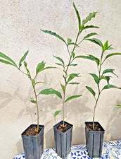 Adansonia grandidieri BAOBAB