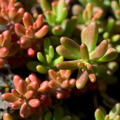 Sedum album rooted plug - 2x,