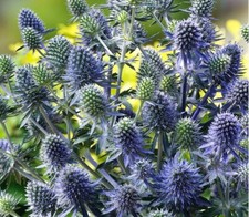 Eryngium Planum Garden Plant