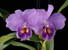 Cattleya 'Blue Grotto'