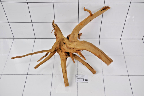 Premium aquarium azalea spider - aquarium,