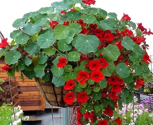 Nasturtium tropaeolum nanum - nasturtium,