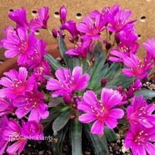 3 x Lewisia  Raspberry Fuchsia
