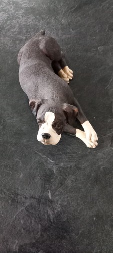 Dogs galore brindle boxer dog - brindle,