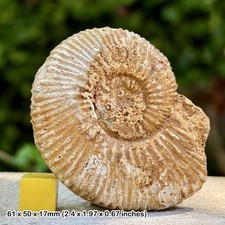 Rare Fossil Ammonite